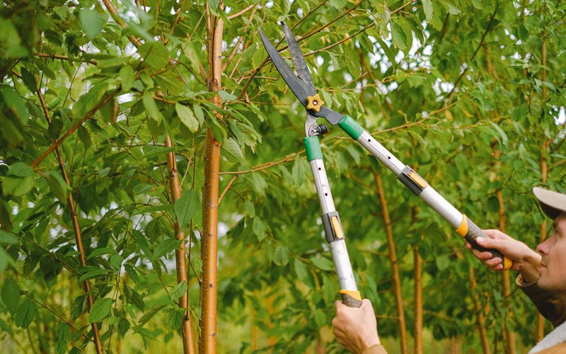 Tree trimming in Faulkton, SD